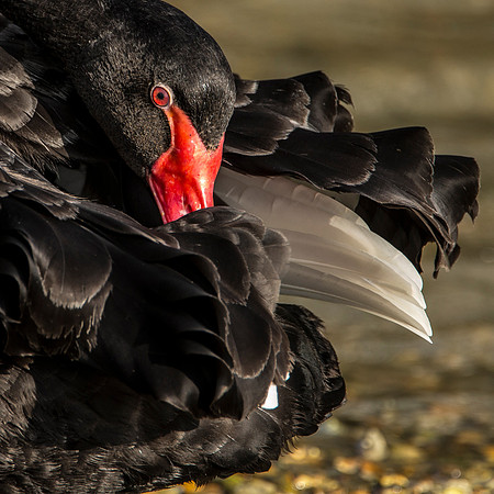 Haven Black Swan