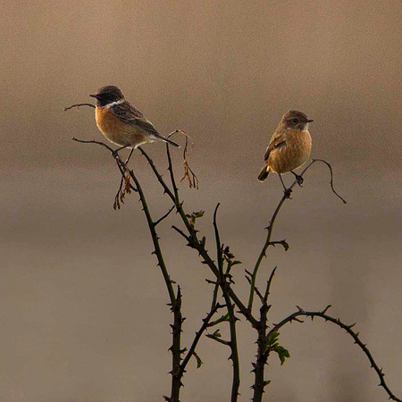 Stonechats (married couple)