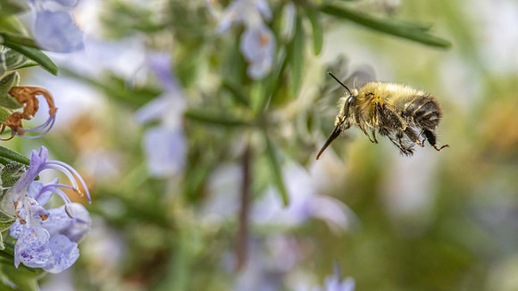 Male Hairy-footed Flower Bee