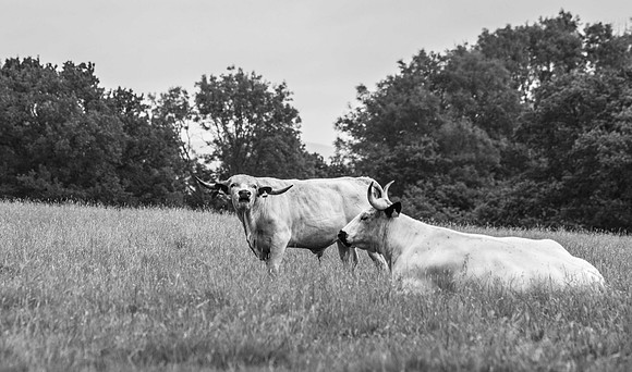 Park Cattle, only 750 worldwide!