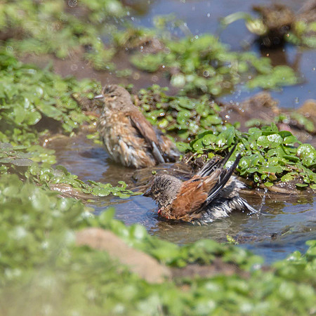 Mixed Bathing