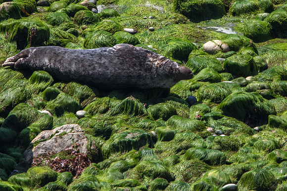 Grey Seal, Prembrookshire