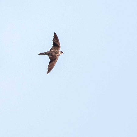 Sand Martin