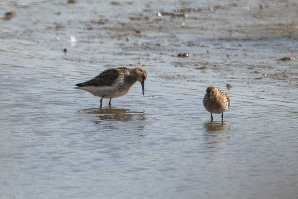 with Dunlin