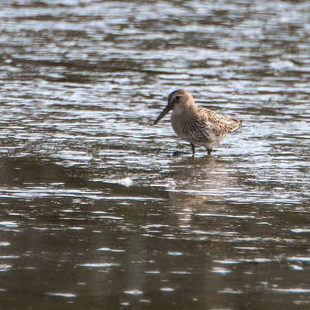 Pectoral Sandpiper