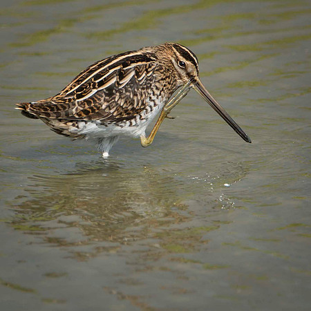 Snipe