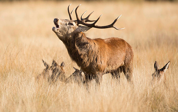 Stag with Harem 2
