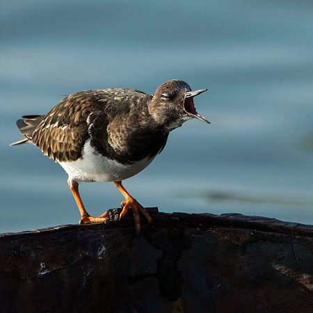 Turnstone