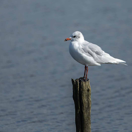 Winter plumage