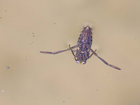 Water Boatman