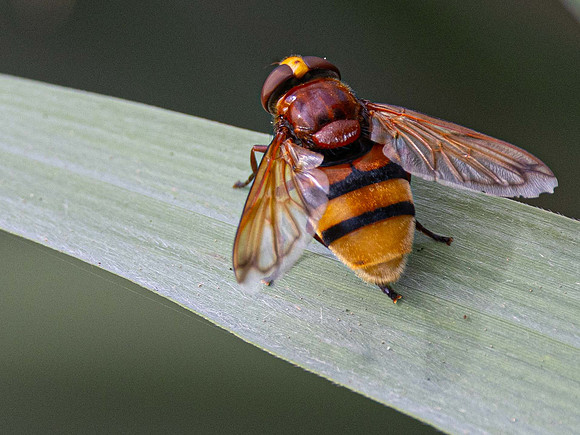 Hornet Mimic Hoverfly