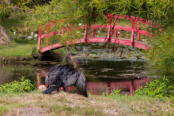Bennetts Water Garden visitor