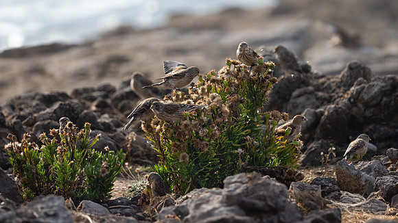 Last Stop before Cherbourg