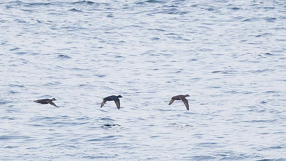 Common Scoter