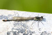 Blue-Tailed Damselfly (f) Infuscans