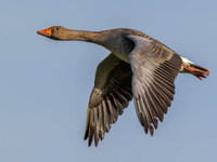 Greylag Goose