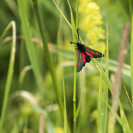 Narrow-Bordered Five Spot Burnet Moth