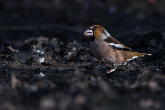 Hawfinch