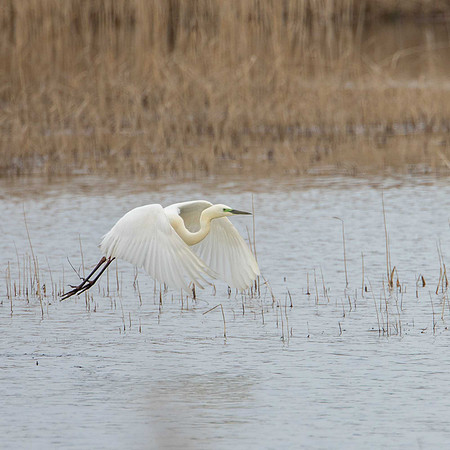 Great White Egret