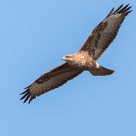 Shapwick Heath Immature