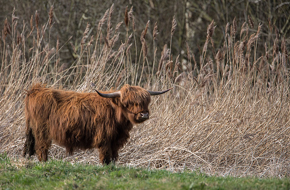 Highland Steer