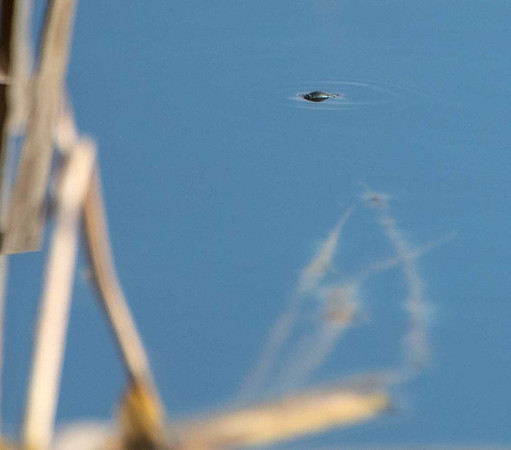 Whirligig Beetle