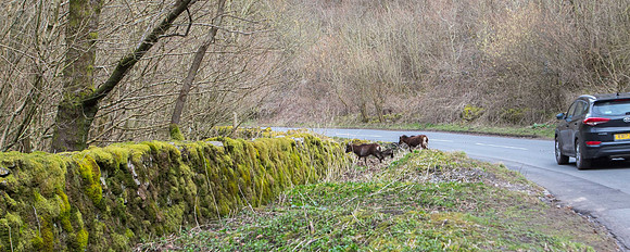 Cheddar Goats