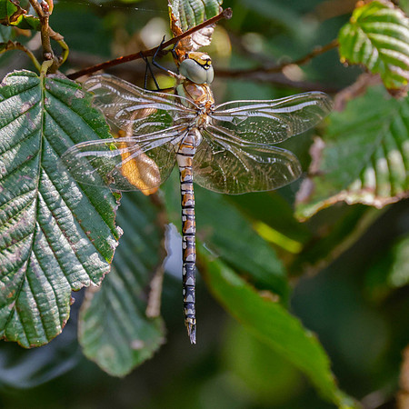 Freshly emerged