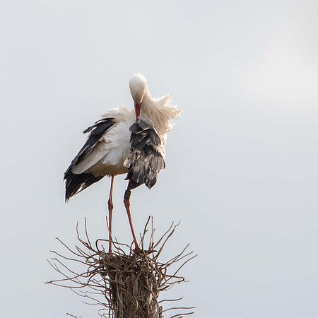 Posbrook White Stork