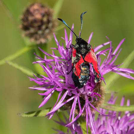 Narrow-Bordered Five Spot Burnet Moth, just emerged