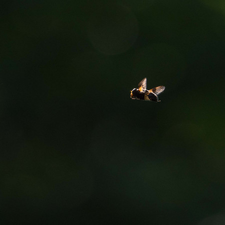 Hover Flies