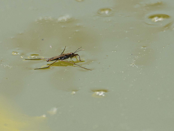 Common Pond Skater