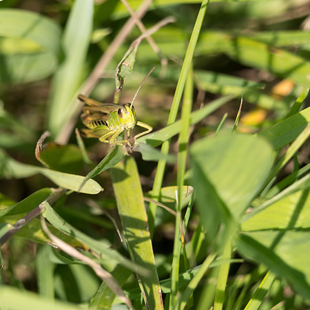 Common Green Grasshopper