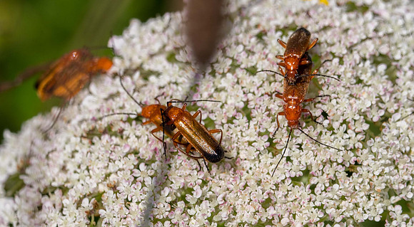 Common Red Soldier Beetle, dwcm