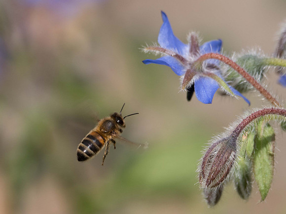 Honey Bees