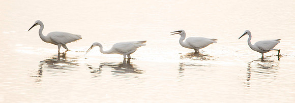 Little Egret Family