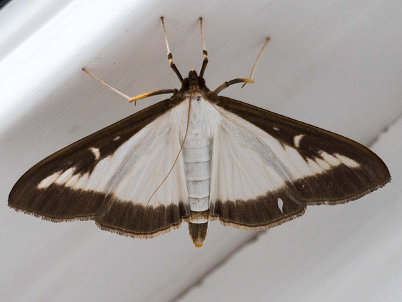 Box Moth