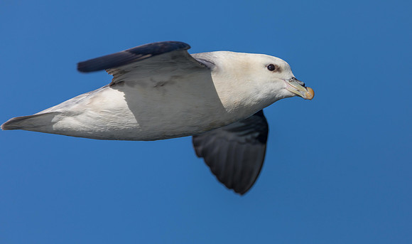Fulmar