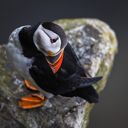 Puffin