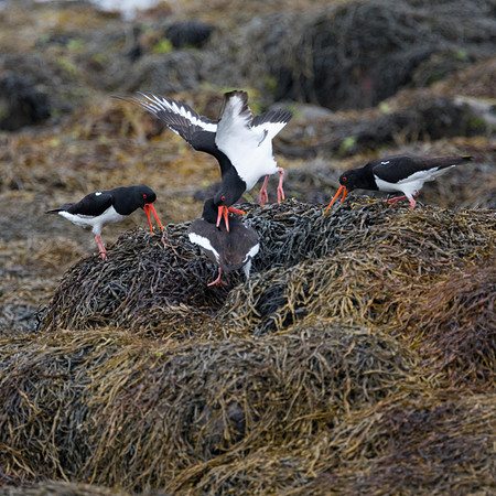 Oystercatcher- outside Crown & Anchor on Friday night
