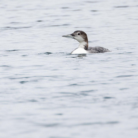 Great Northern Diver