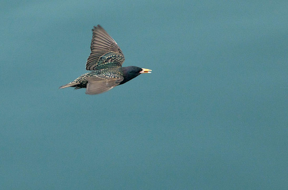 Starling