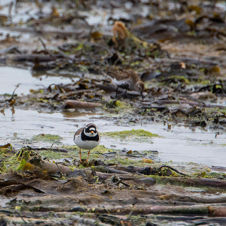 Ring Necked Plover