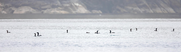 Gannets