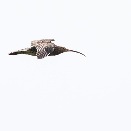 Curlew
