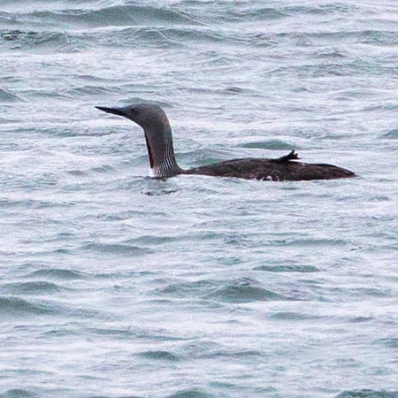 Red Throated Diver