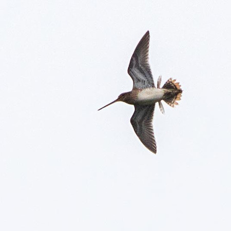 Snipe Drumming