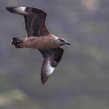 Great Skua (Bonxie)