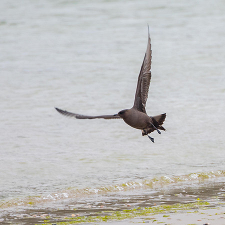 Artic Skua