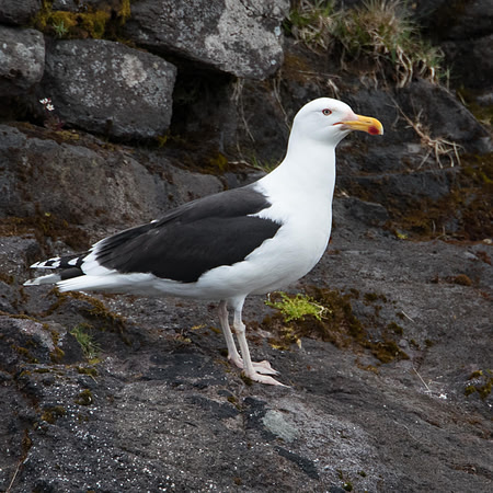 Great Black Backed Gull